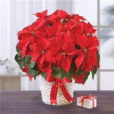 1 800 Flowers Poinsettia Plant Poinsettia Plant Christmas Flowers Christmas Plants