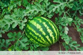 Immer mehr menschen bauen ihr eigenes obst und gemüse an, um hobby und selbstzufriedenheit zu fördern und um zu kontrollieren, was sie essen. Melonensorten Fur Den Anbau Im Garten Ubersicht Und Pflege Gartendialog De