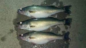 Mcphee Reservoir Fishing Guide Mcphee Fishing Charters Mesa Verde