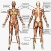 Learn the muscles of the arm with free quizzes, diagrams and worksheets. Https Encrypted Tbn0 Gstatic Com Images Q Tbn And9gctjdyewue42i7jkynu Cv0wfyukn2karh91gboow Ci1bbrdpik Usqp Cau