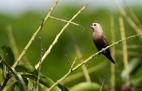 Jika sejak awal kita berdisiplin soal waktu dan gizi, niscaya burung lebih. Burung Pipit Yang Tersebar Di Seluruh Dunia Alihamdan