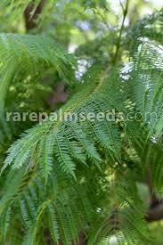 Image result for Jacaranda mimosifolia