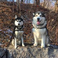 This makes them a wonderful choice for the active family who has an. Siberian Husky And Alaskan Malamute In 2021 Alaskan Malamute Puppies Malamute Puppies Malamute Vs Husky