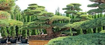 Die ablage von cookies ausschalten. Gartenbonsai Wichtige Details Zu Kauf Und Pflege