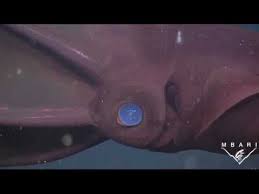 Check spelling or type a new query. Vampire Squids Turn Inside Out To Avoid Predators The Kid Should See This