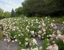 Hydrangeas grow and bloom best in areas where they can get at least a few freezes in the winter. My Strawberry Sundae Hydrangea Has Never Bloomed After 4 Years Please Help Me To Get It To Bloom Before I Dig It Up And Toss Garden Gab