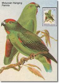 The sangihe hanging parrot, loriculus catamene, is a small (length: Moluccan Hanging Parrots Beauty Of Birds
