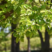 Image result for Celtis sinensis