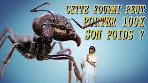 Cette Fourmi Peut Porter 100x Son Poids Vrai Ou Faux 19 Youtube