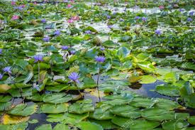 Free fast flower delivery singapore. Beautiful Lotus Flower In Pond At Marina Bay Front Singapore Stock Photo Picture And Royalty Free Image Image 86163250