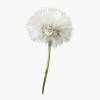 Einer pusteblume tattoo hat zahlreichen symbolischen bedeutungen aber wo. Https Encrypted Tbn0 Gstatic Com Images Q Tbn And9gcqbfcuc09mcru77k2e44i8dm6hiylatxu4a45aqciu Usqp Cau