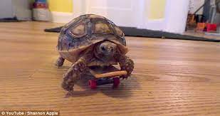 We did not find results for: Tortoise Whizzes Along On A Skateboard In Funny Video Daily Mail Online