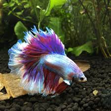 Ia juga ikan air tawar dan terkadang hidup di selokan yang menggenang. 4 Tips Agar Cupang Cepat Munculkan Warna Cantik