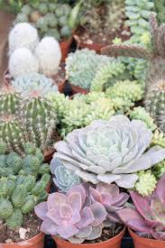 We did not find results for: Different Types Of Flowers And Cacti And Succulents Cacti And Desert Plants And Arid Soil Stock Photo Picture And Royalty Free Image Image 121655011