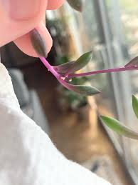 It is a fungus that appears as a white or gray substance that spreads on flowers, fruits, and buds of a plant. White Fuzz In The Books Of Our Ruby Necklace Mold Bugs Help Plantclinic