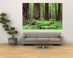❤ get the best redwood forest wallpaper on wallpaperset. Redwood Tree Posters Prints Paintings Wall Art Allposters Com