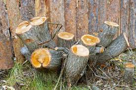 Archer tree serive provides fast & efficient tree removal in augusta, ga & surrounding areas. Tree Service Tree Care Tree Removal Augusta