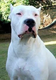 Dogo Argentino List Bandog