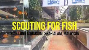 Select from distinct jin long aquarium pumps at alibaba.com to enhance the aesthetic appearance of your interior jin long aquarium pumps. Large Aquarium Shop In Malaysia Xian Long Aquaria Youtube