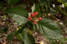 Image result for Ruspolia seticalyx