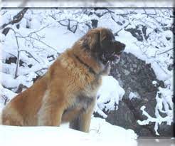 Leonberger puppies, leonberger breeders, leonbergers for sale, leonbergers. Leonberger Puppies For Sale In Usa Page 1 10 Per Page Puppyfinder Com