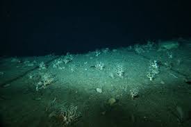 Deep Sea Floor Deep Sea Underwater Deep Sea Diving