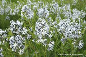 Image result for Tabernaemontana odoratissima