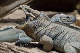Yawning Rhinoceros Iguana A Photo On Flickriver Cute Animals Iguana Animals