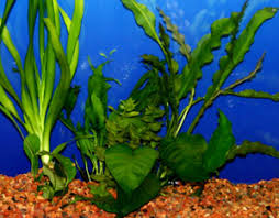 Freshwater aquarium plants are a beautiful addition to your home and provide several benefits for your fish. Dipping Plants To Eliminate Snails