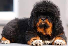 Its double coat is long, subject to climate, and found in a wide variety of colors, including solid black, black and tan, various shades of red. Dog Breeds Tibetan Mastiff Temperament And Personality Dogalize