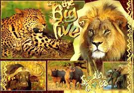 The Big 5 Animals Beautiful African Animals South Africa Safari
