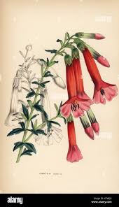 Image result for Cantua