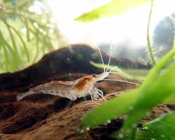 Place the shrimp in a mixing bowl and toss gently with the olive oil, wine, 2 teaspoons salt, and 1 teaspoon pepper. Kiraz Karides Vikipedi