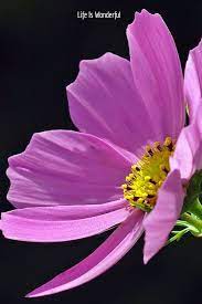 Pin On Nature Photography Digital Education