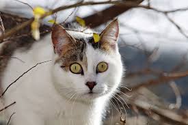 Buckwilde was 50 feet up in a neighbor's pine tree. Treetop Cat Rescue Wikipedia