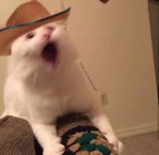 Wild west horse cowboy cat. Dank Cat Memes And Cowboy Hats On Instagram My Reaction When The Posse Is Almost 15k Strong Cat Memes Reactions Meme Cats