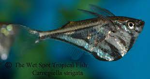 Hatchetfish Marble Hatchet Fish Carnegiella Strigata Pet Fish Aquarium Fish Tetra Fish