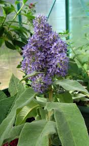 Image result for Buddleja saligna