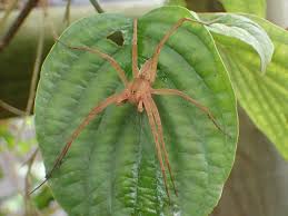 イオウ イロ ハシリグモ