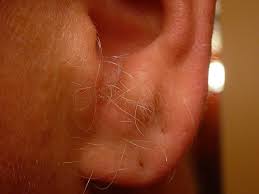 Your nose hair, as well as other hair fibers on your body, create a tough yet flexible barrier. Ear Hair Wikipedia