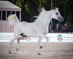 مسرور البداير يحقق فضية الفحول في بطولة أبوظبي 2020 arabian horse horses arabians
