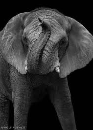 Beautiful Black And White Elephant Pictures Crazy Elephant Elephant Love Animals Beautiful