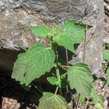 Image result for Mesosphaerum pectinatum