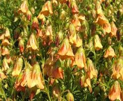 Image result for Hermannia eenii