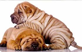 Read our practical guide to identify whether if your dog is eating too much food, or eating food that's not giving them the nutrients they need to. Wrinkly Dog Breeds Dogs With Rolls Of Fat Petaddon