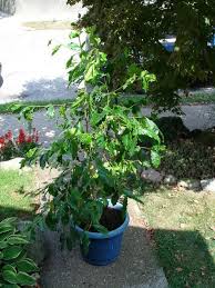 Coffee Plant Care And Growing Guide Coffee Plant Plants Growing Coffee