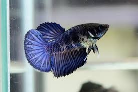 Midnight Blue Halfmoon Female Bred By Great Bettas Betta Aquarium Betta Halfmoon Betta