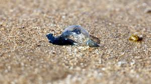 Irene ferrario onlyfans leak i have met Suji several times