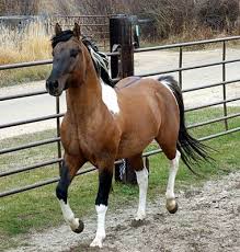 Black And White Paint Horses For Sale In Colorado Pin On Horses