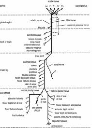 Image Result For Sciatic Nerve Branches In 2019 Sciatic